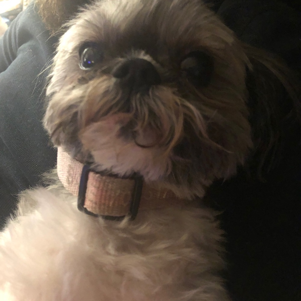 Meet your Posher, Annie